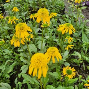 Jeżówka 'Sunny Days Lemon' Echinacea 'Sunny Days Lemon'1