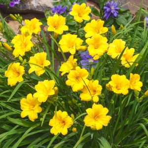 Liliowiec 'stella de oro' hemerocallis