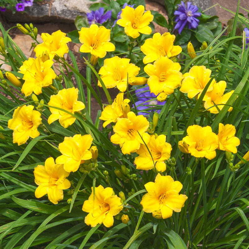Liliowiec 'stella de oro' hemerocallis