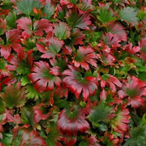 Mukdenia Rossa 'Karasuba'