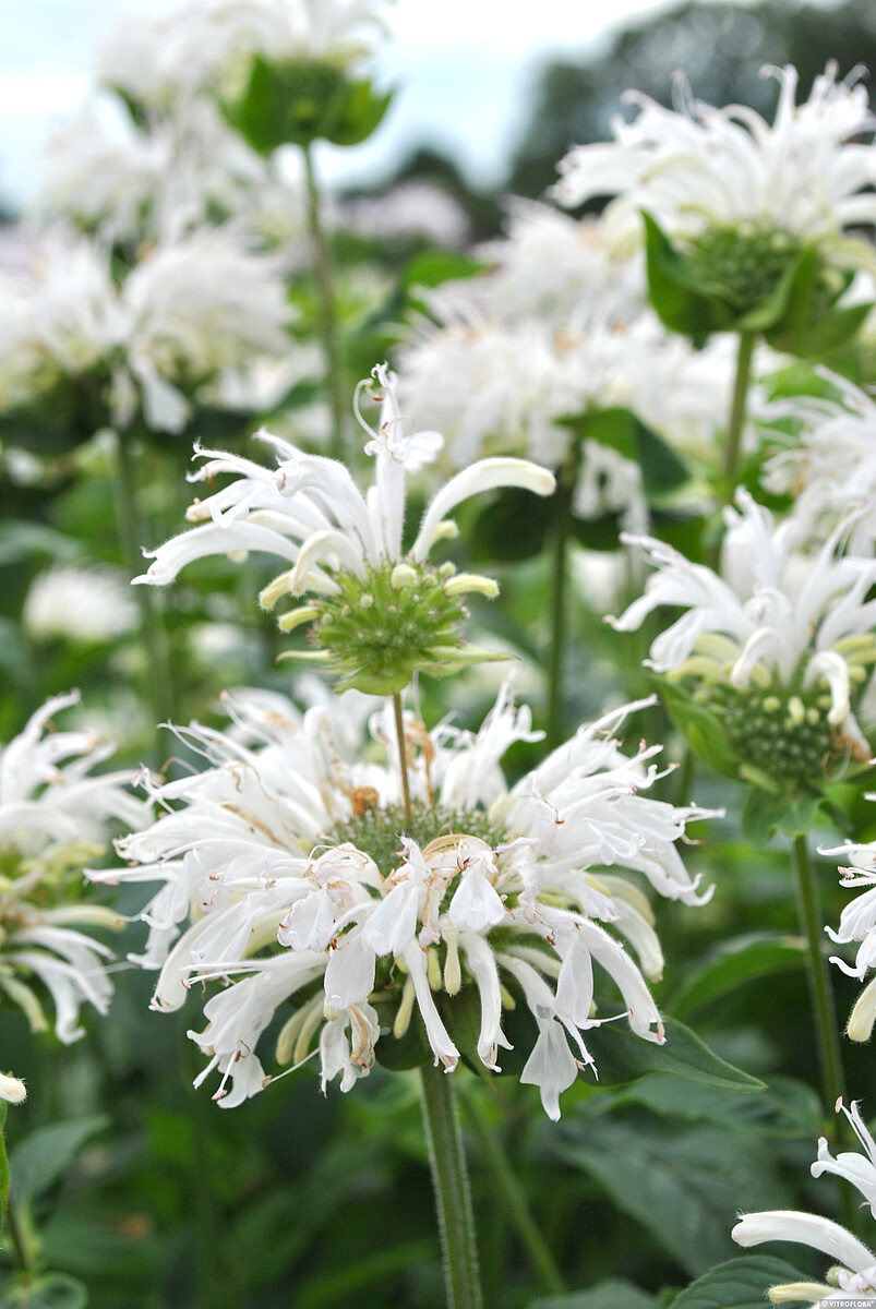 Pysznogłówka 'Bee Bright' Monarda
