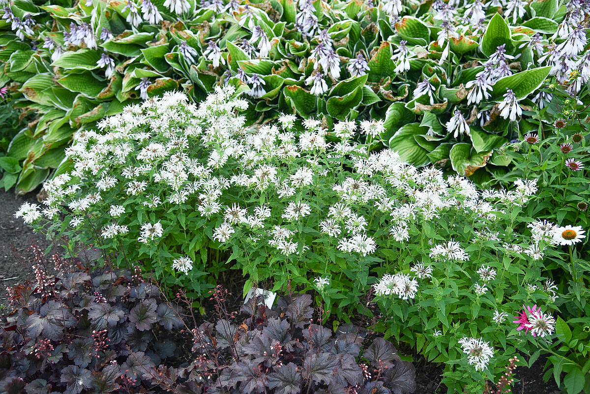 Pysznogłówka 'Bee Bright' Monarda1