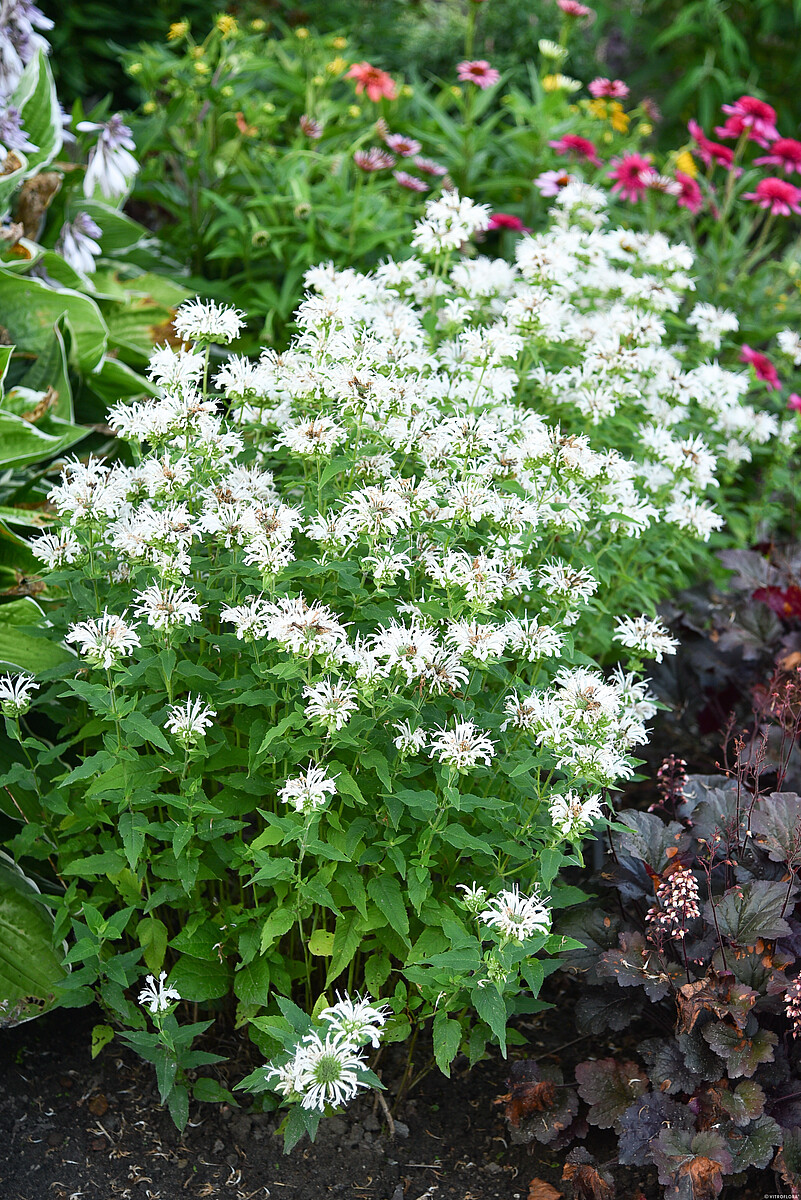 Pysznogłówka 'Bee Bright' Monarda2