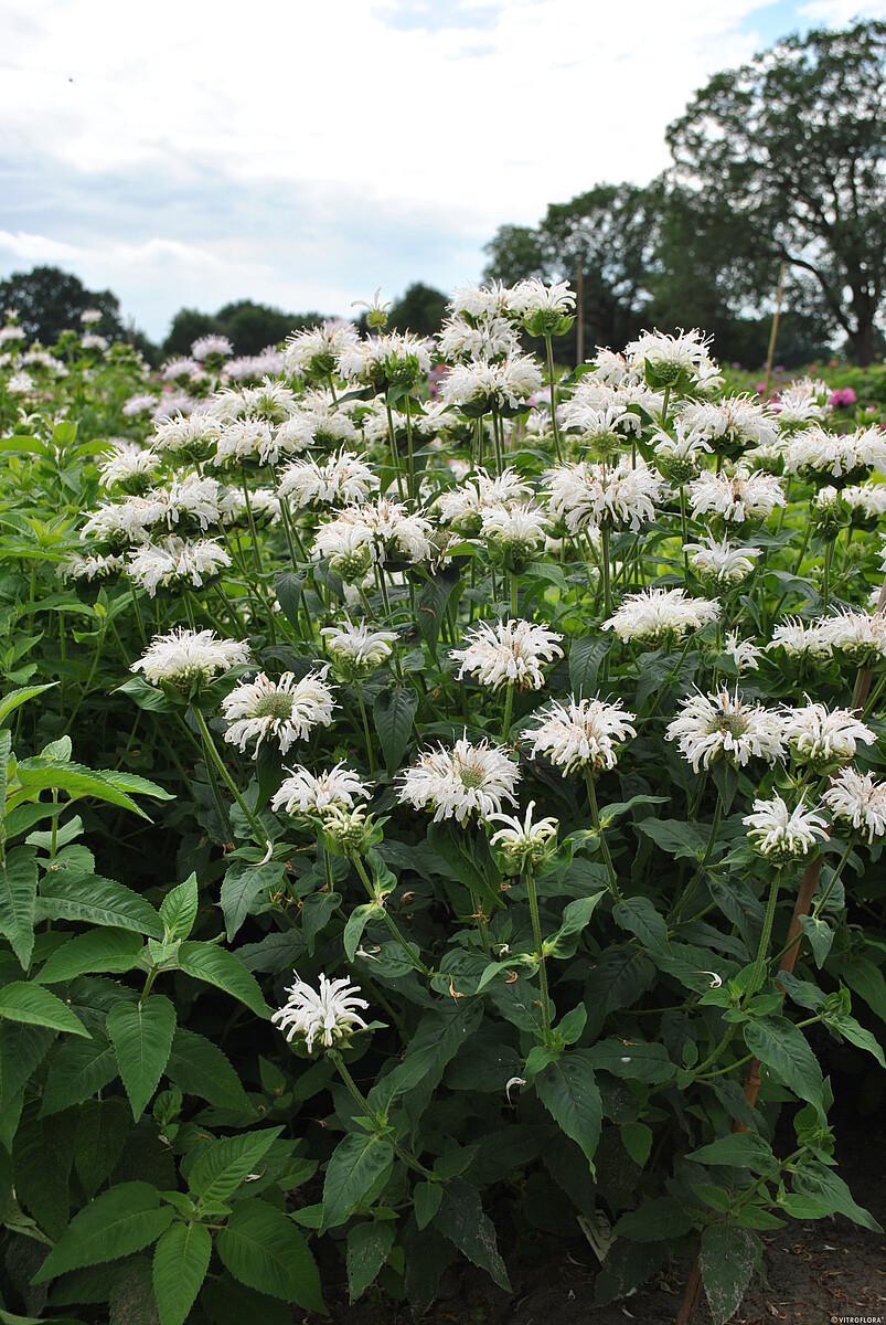 Pysznogłówka 'Bee Bright' Monarda3