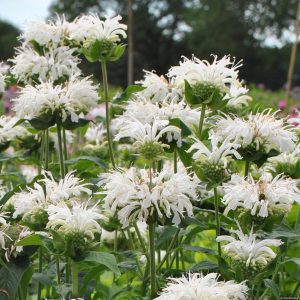 Pysznogłówka 'Bee Bright' Monarda4