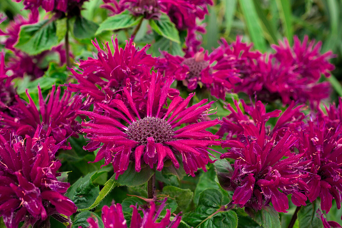 Pysznogłówka 'Bee-True' Monarda