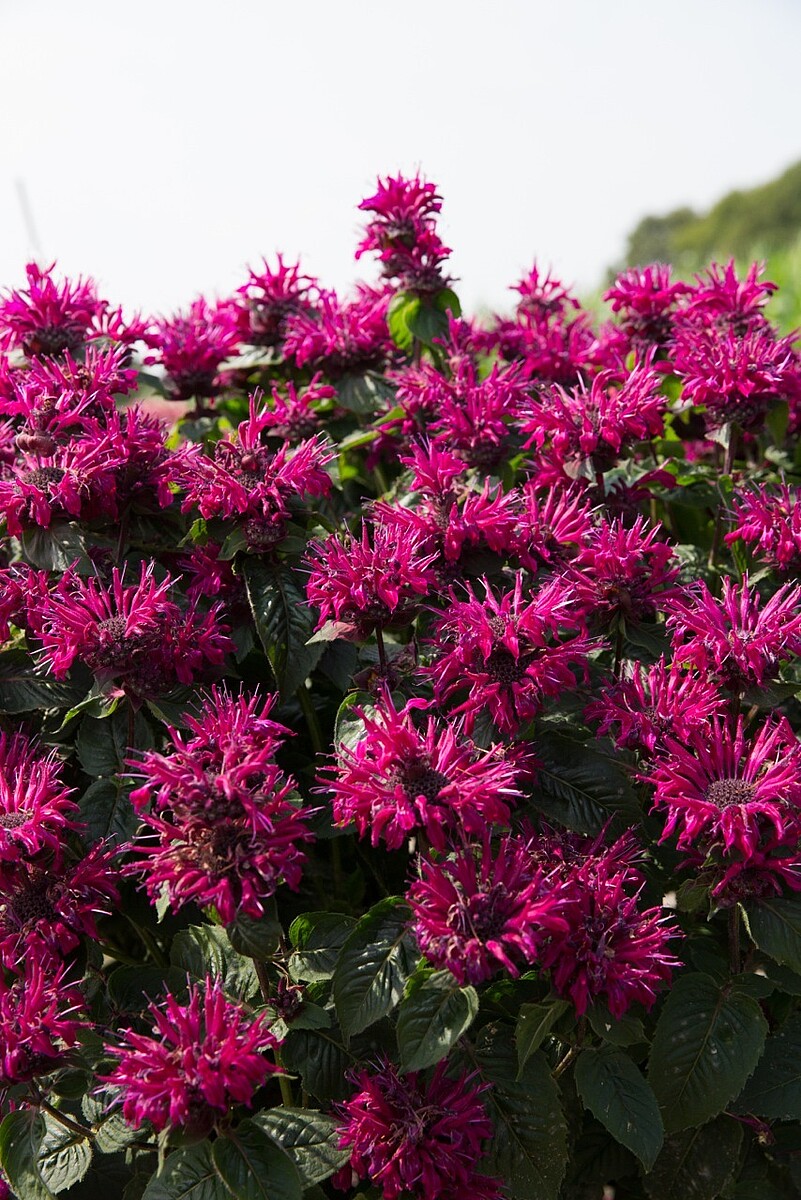Pysznogłówka 'Bee-True' Monarda1