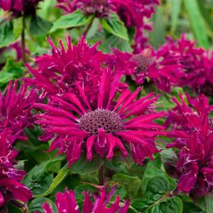 Pysznogłówka 'Bee-True' Monarda2