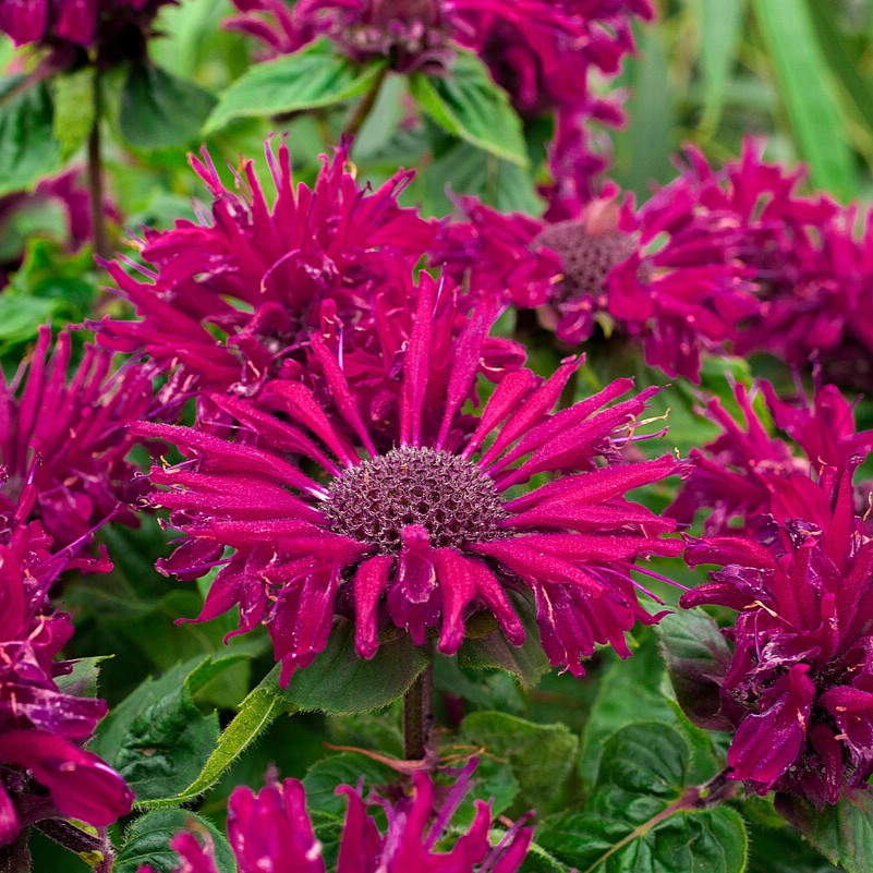 Pysznogłówka 'Bee-True' Monarda2