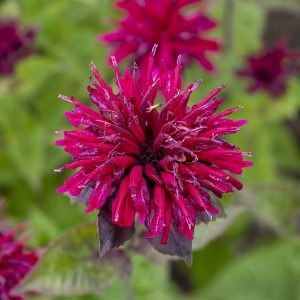 Pysznogłówka 'Fireball' Monarda4