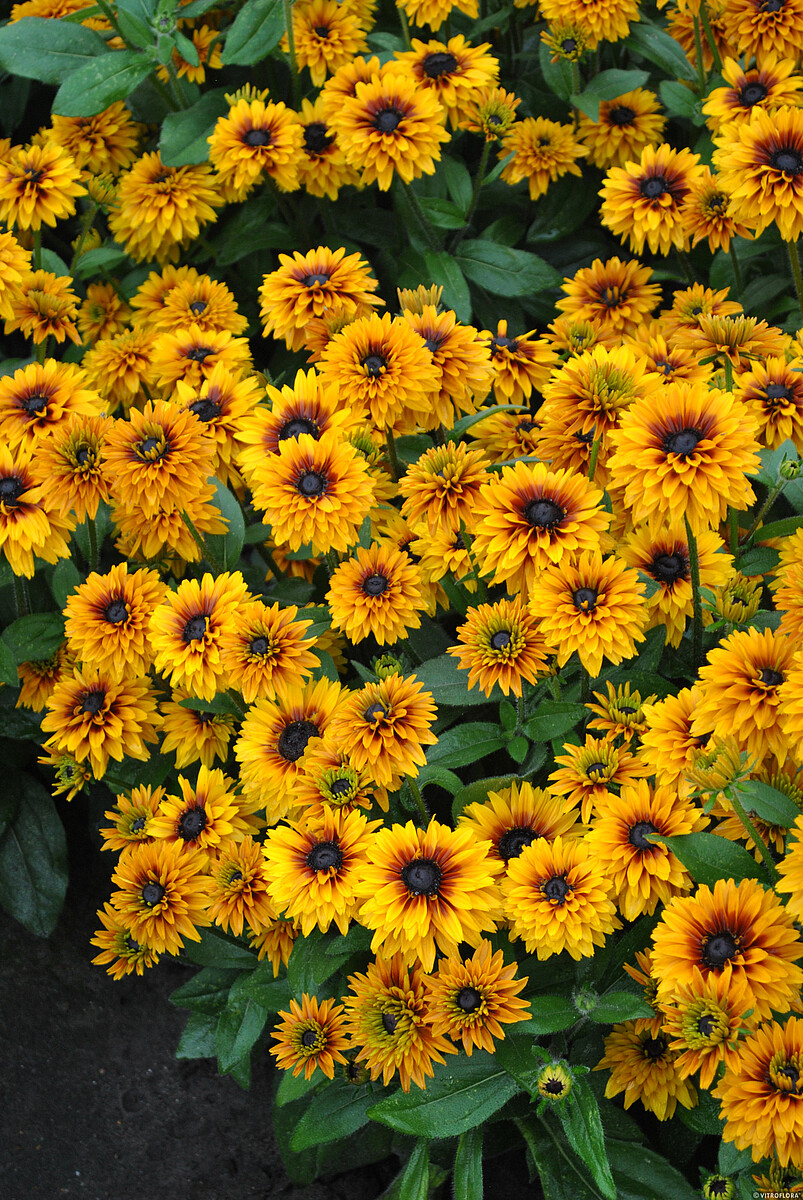 Rudbekia 'Flamenco Bright Orange’