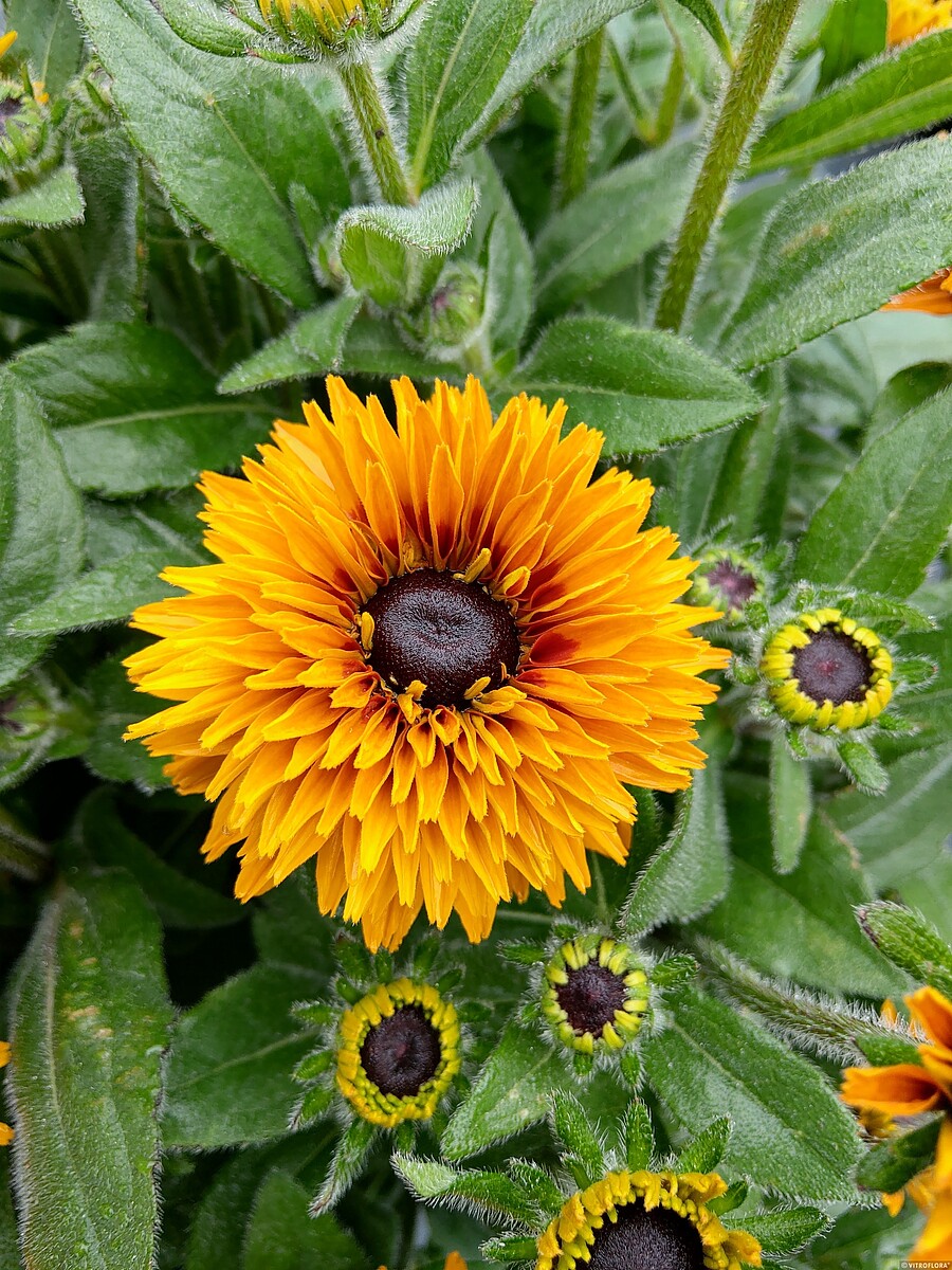 Rudbekia 'Flamenco Bright Orange’1