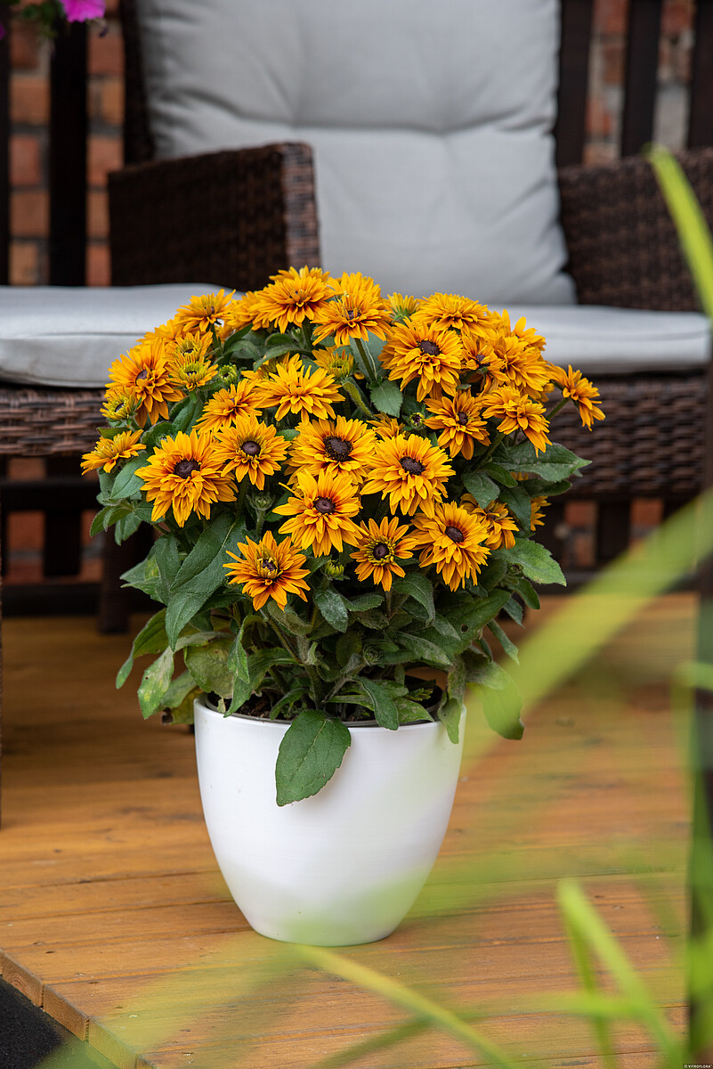 Rudbekia 'Flamenco Bright Orange’2