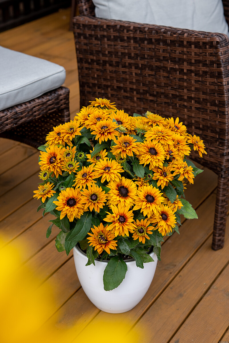 Rudbekia 'Flamenco Bright Orange’3
