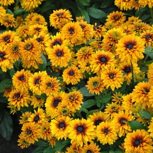 Rudbekia 'Flamenco Bright Orange’4