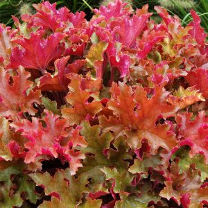 Żurawka 'Marmalade' Heuchera 'Marmalade'