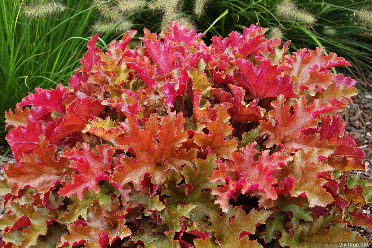 Żurawka 'Marmalade' Heuchera 'Marmalade'1