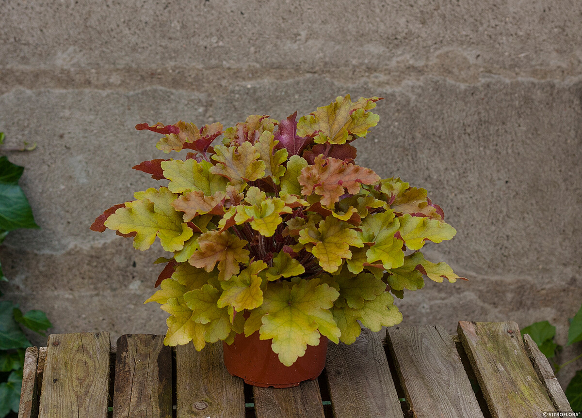 Żurawka 'Marmalade' Heuchera 'Marmalade'2