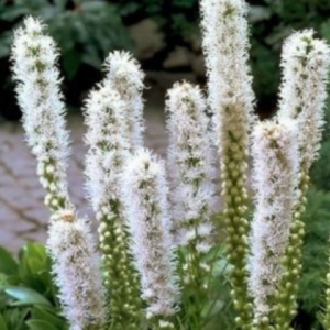 Liatra kłosowa 'Alba'