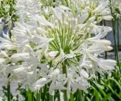 Agapant Afrykański 'Albus'