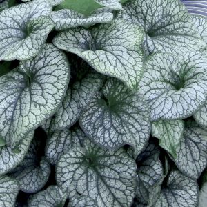 Brunnera wielkolistna 'Alexander's Great'