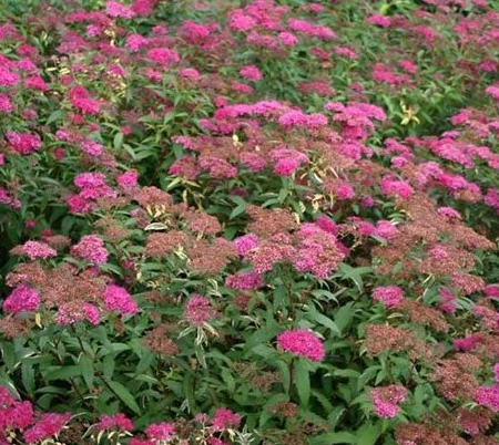 Tawuła japońska 'Anthony Waterer'