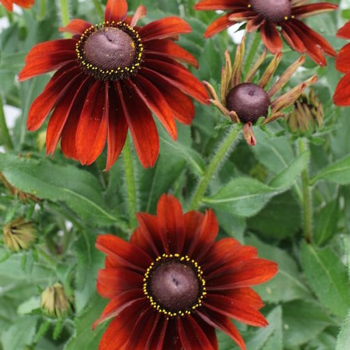 Rudbekia 'SmileyZ Big Smile'
