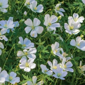 Bodziszek krwisty 'Album'