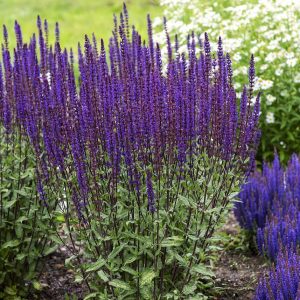 Szałwia omszona 'Caradonna'