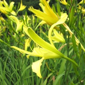 Liliowiec 'Citrina'