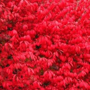 Trzmielina oskrzydlona 'Compactus'