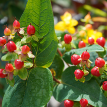 Dziurawiec bezwonny 'Magical Red Flame'