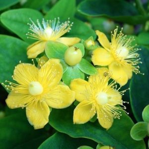 Dziurawiec bezwonny 'Magical Sunshine'