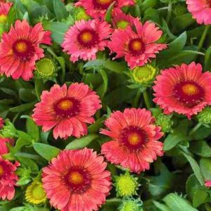 Gailardia 'Arizona Red Shades'