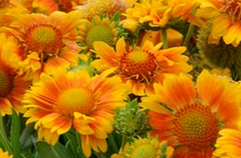 Gailardia 'Mesa Peach'