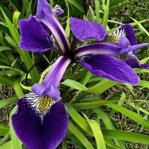 Kosaciec syberyjski 'Gerald Darby'