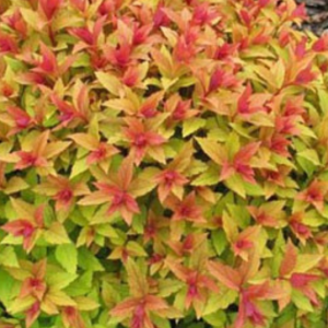 Tawuła japońska 'GoldFlame'