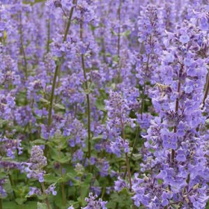 Kocimiętka groniasta 'Grog'