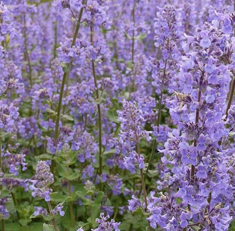 Kocimiętka groniasta 'Grog'