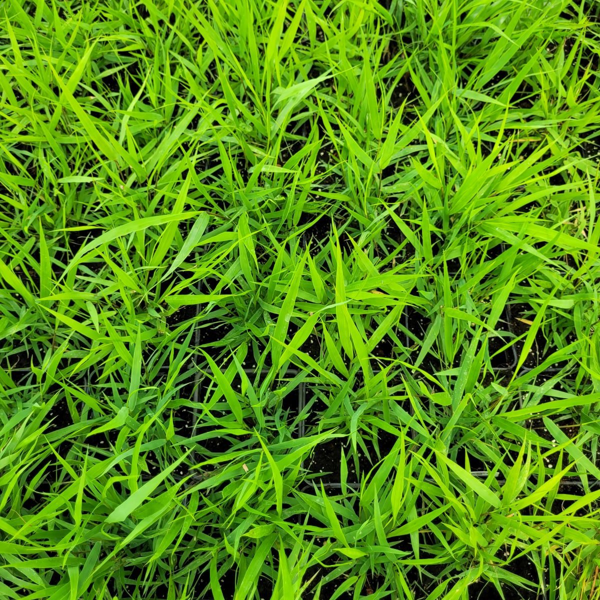 Hakonechloa smukła - obrazek 2