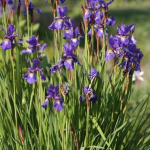 Kosaciec(iris) syberyjski 'Blue King'