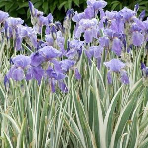 Kosaciec(iris) gładki 'Variegata'