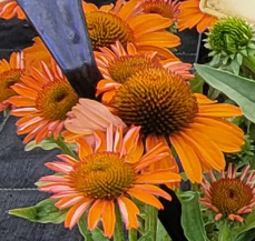 Jeżówka 'Lakota Orange'