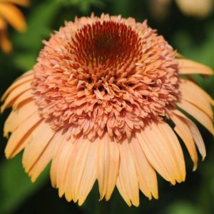 Jeżówka 'Supreme Cantaloupe'