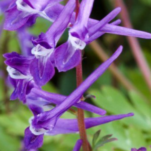 Kokorycz wzniesiona 'Blackberry Wine'