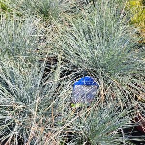 Kostrzewa sina 'Intense Blue'