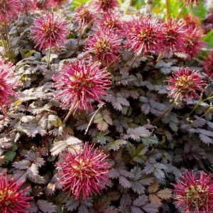 Acena drobnolistna 'Kupferteppich'