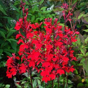 Lobelia okazała 'Starship Scarlet'
