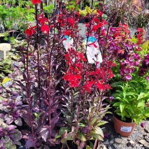 Lobelia lśniąca 'Queen Victoria'