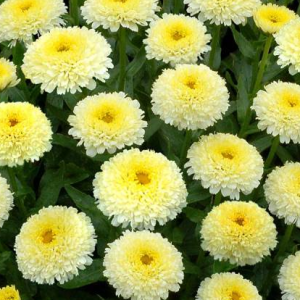 Złocień wspaniały 'Luna'